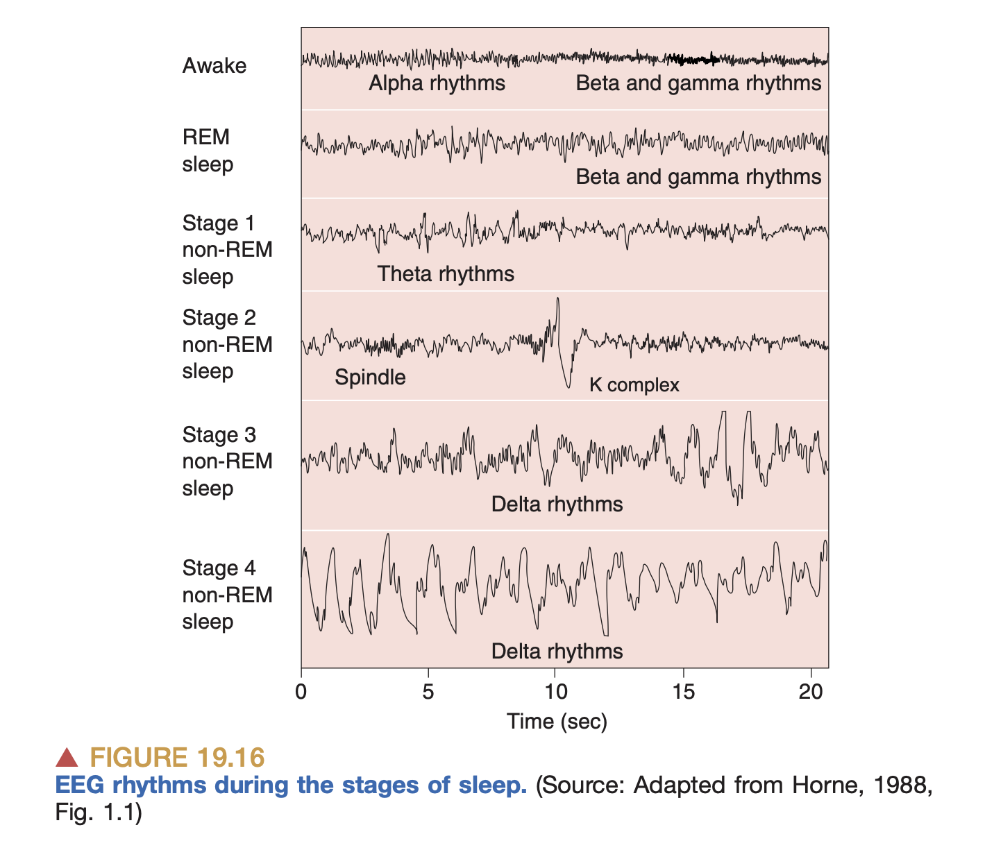 EEG measurements during sleep