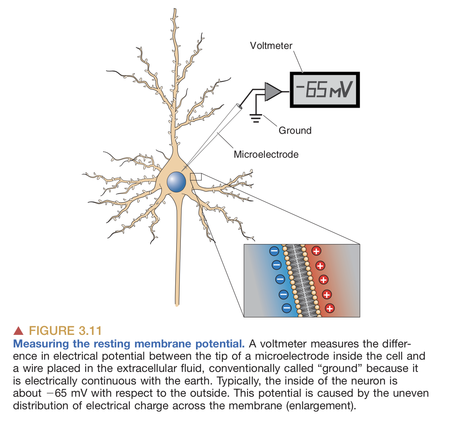 Neuron membrane
